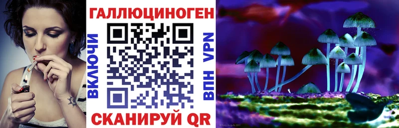 Купить  Сокол  Галлюциногенные грибы Psilocybe 